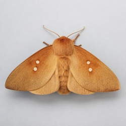 Drinker Moth Identification Guide