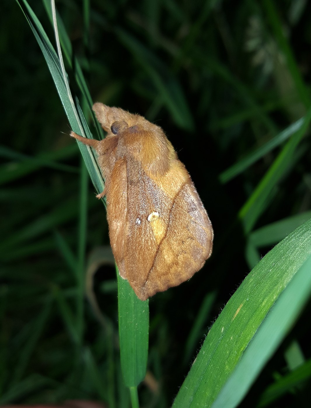 Drinker Moth