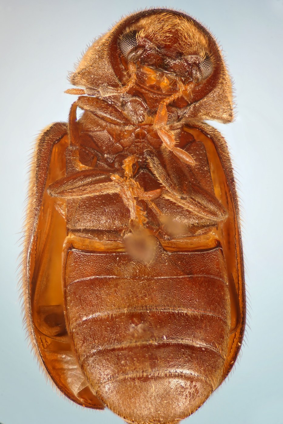 Drugstore Beetle