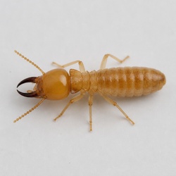 Drywood Termite Identification Guide