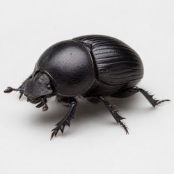 Dung Beetle Identification Guide