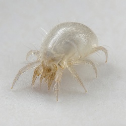 Dust Mite Identification Guide