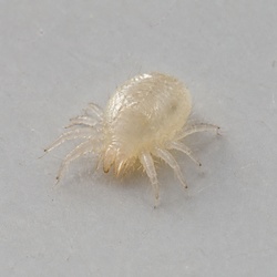 Ear Mite Identification Guide