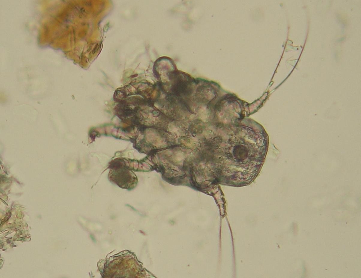 Ear Mite