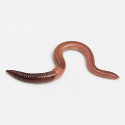 Earthworm Identification Guide