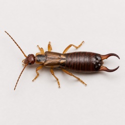 Earwig Identification Guide