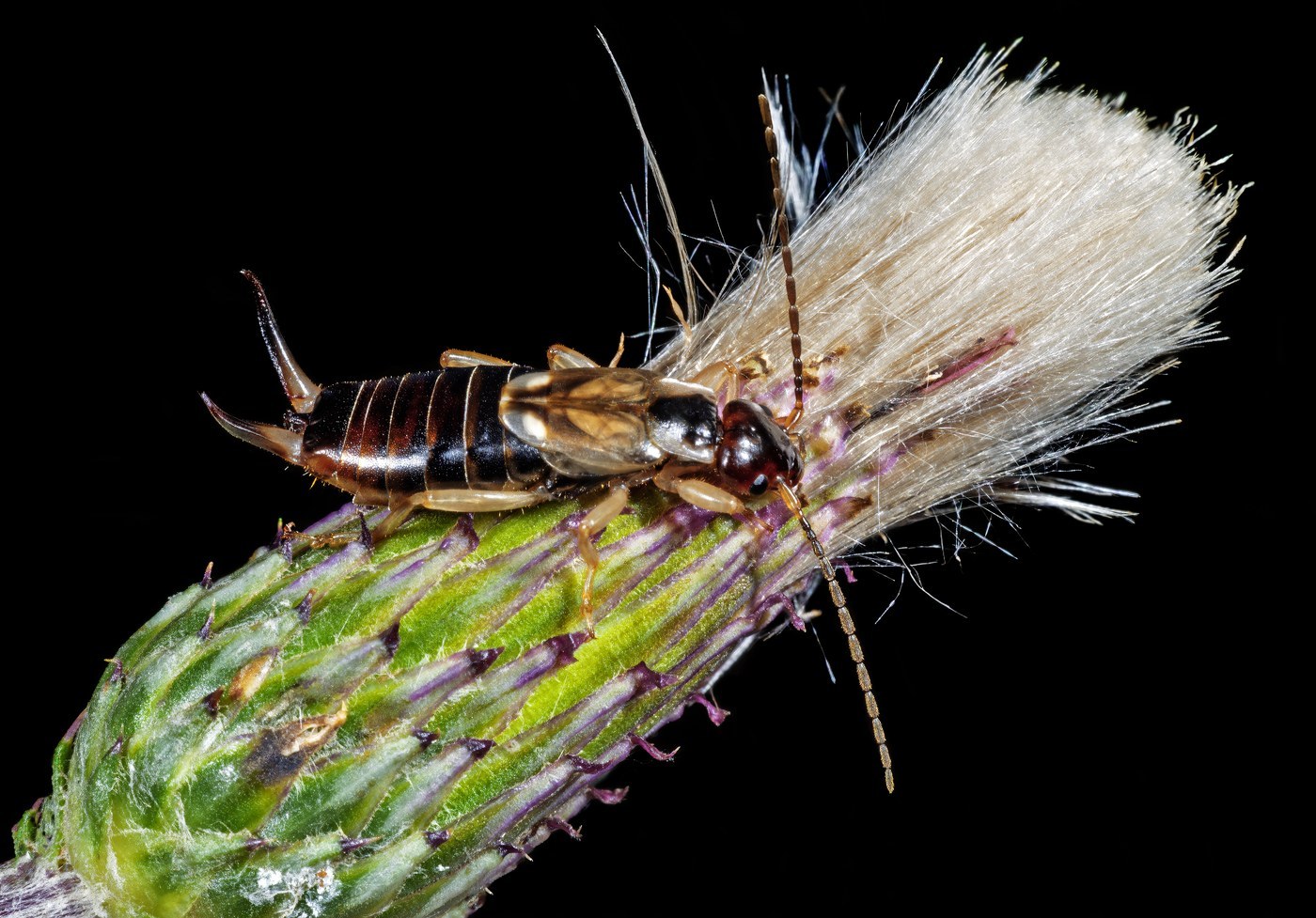 Earwig