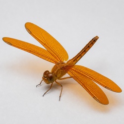 Eastern Amberwing Identification Guide