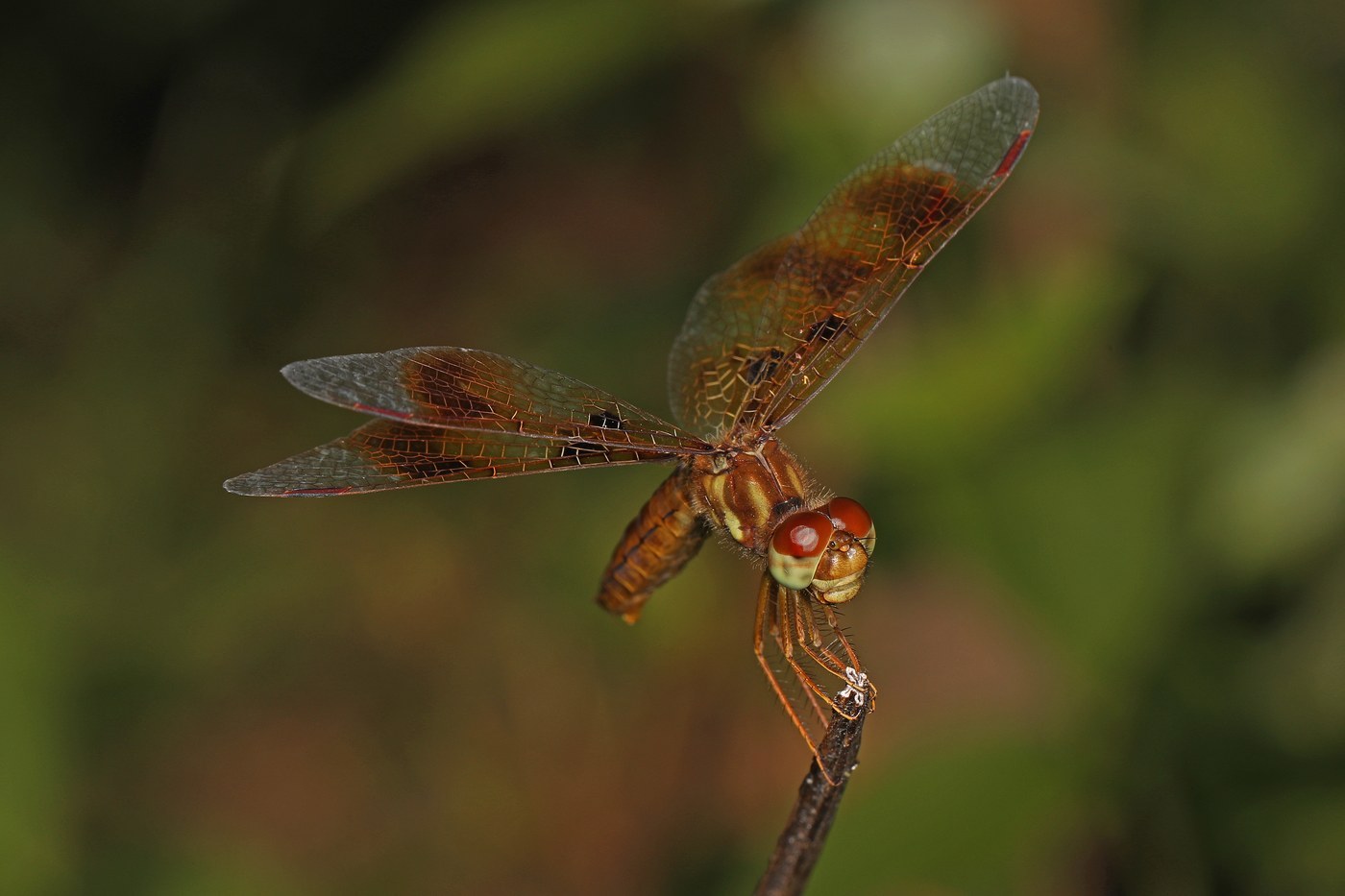 Eastern Amberwing