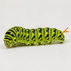 Eastern Black Swallowtail Caterpillar Identification Guide