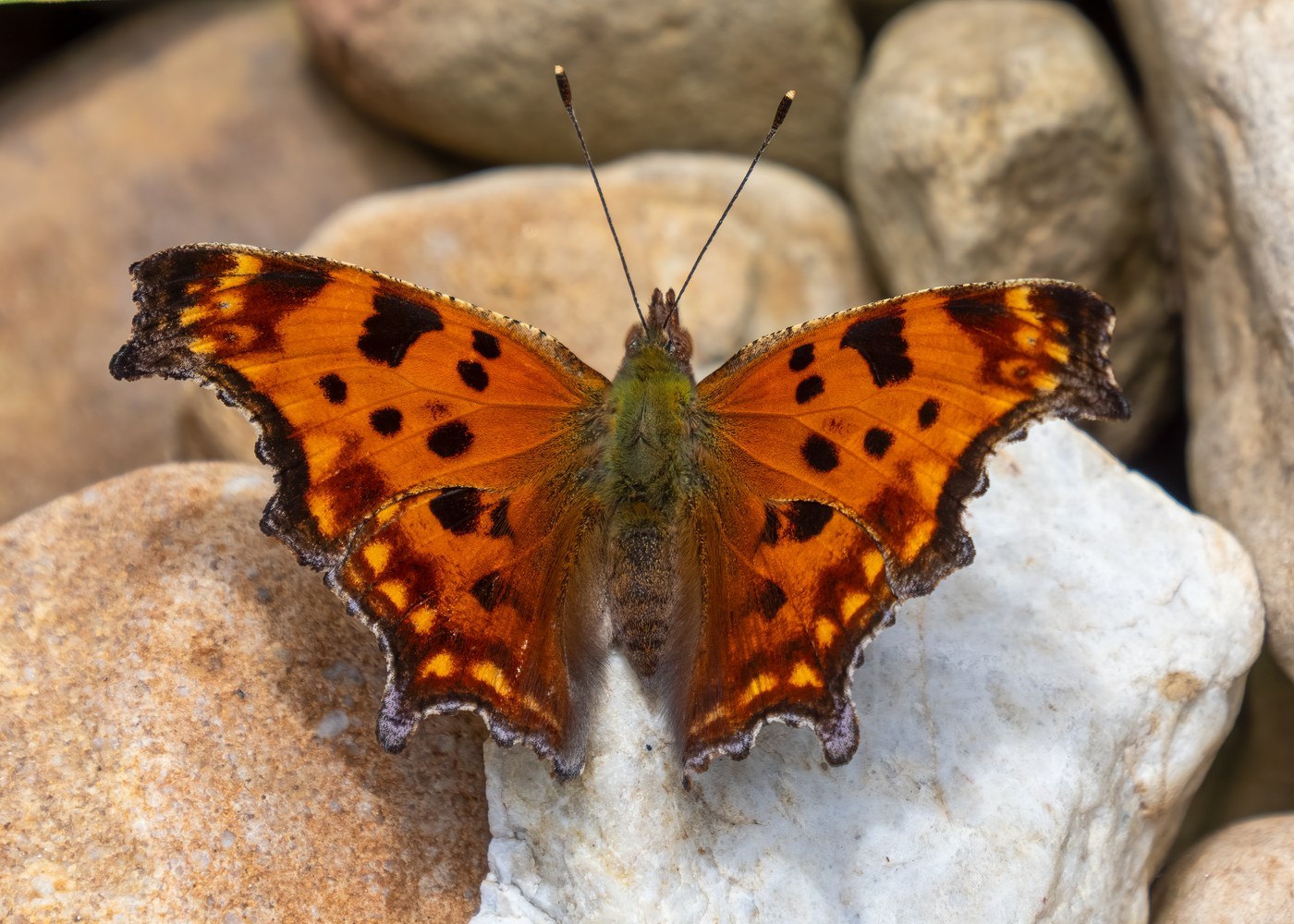 Eastern Comma