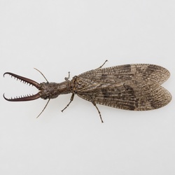 Eastern Dobsonfly Identification Guide