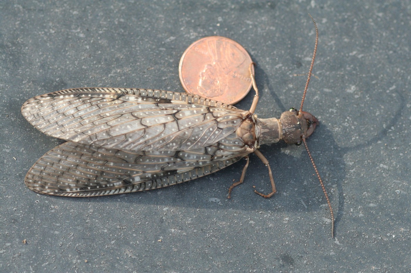 Eastern Dobsonfly