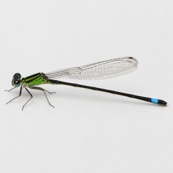 Eastern Forktail Identification Guide