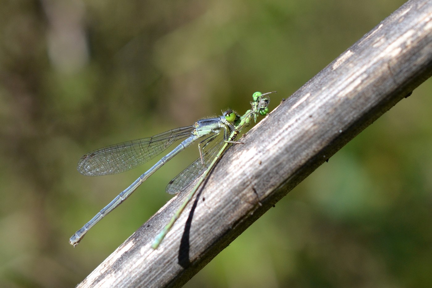 Eastern Forktail