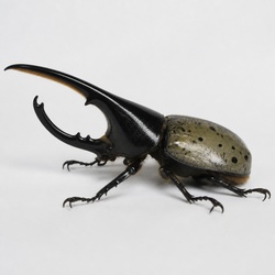 Eastern Hercules Beetle Identification Guide