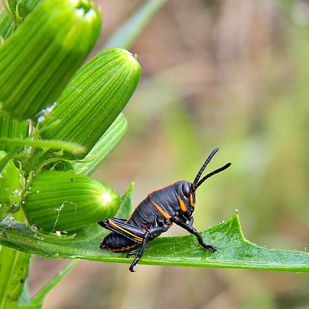 Eastern Lubber Grasshopper