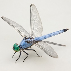Eastern Pondhawk Identification Guide