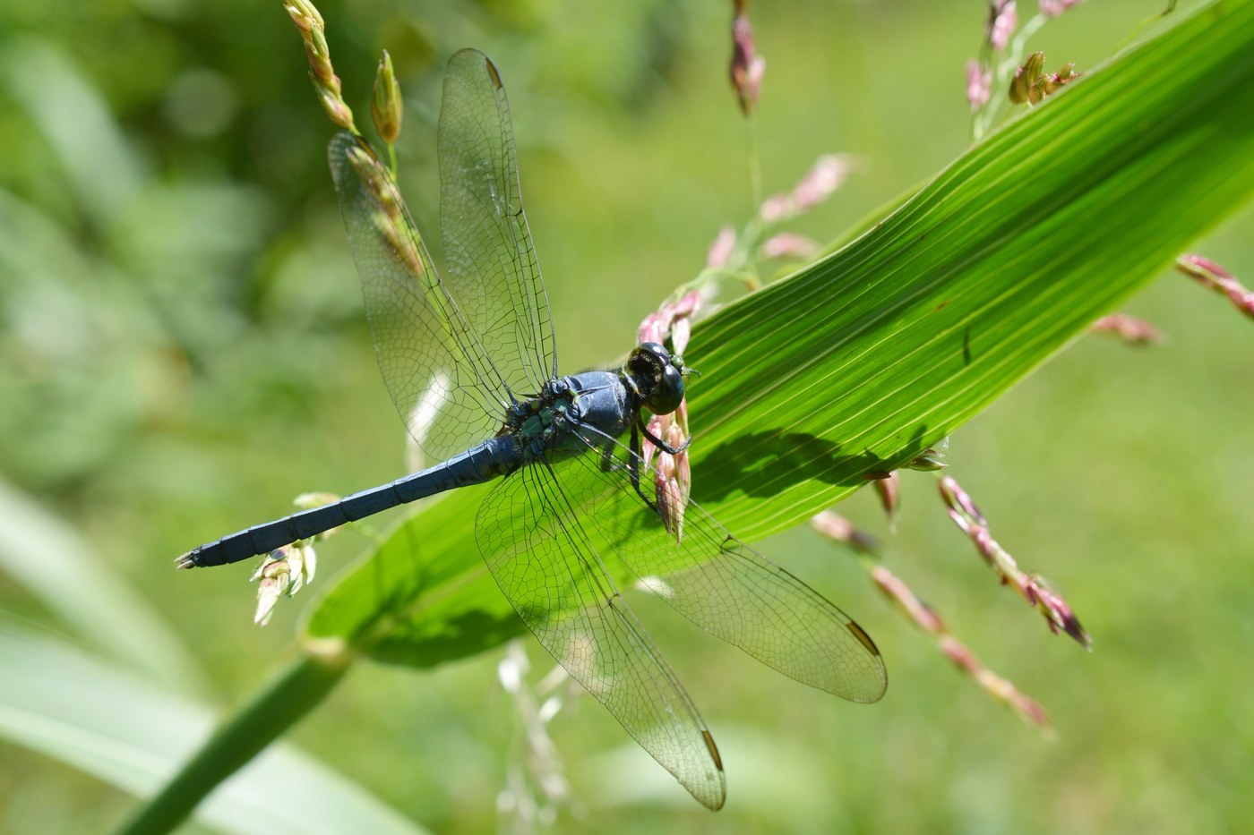 Eastern Pondhawk