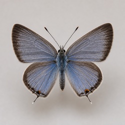 Eastern Tailed-Blue Identification Guide