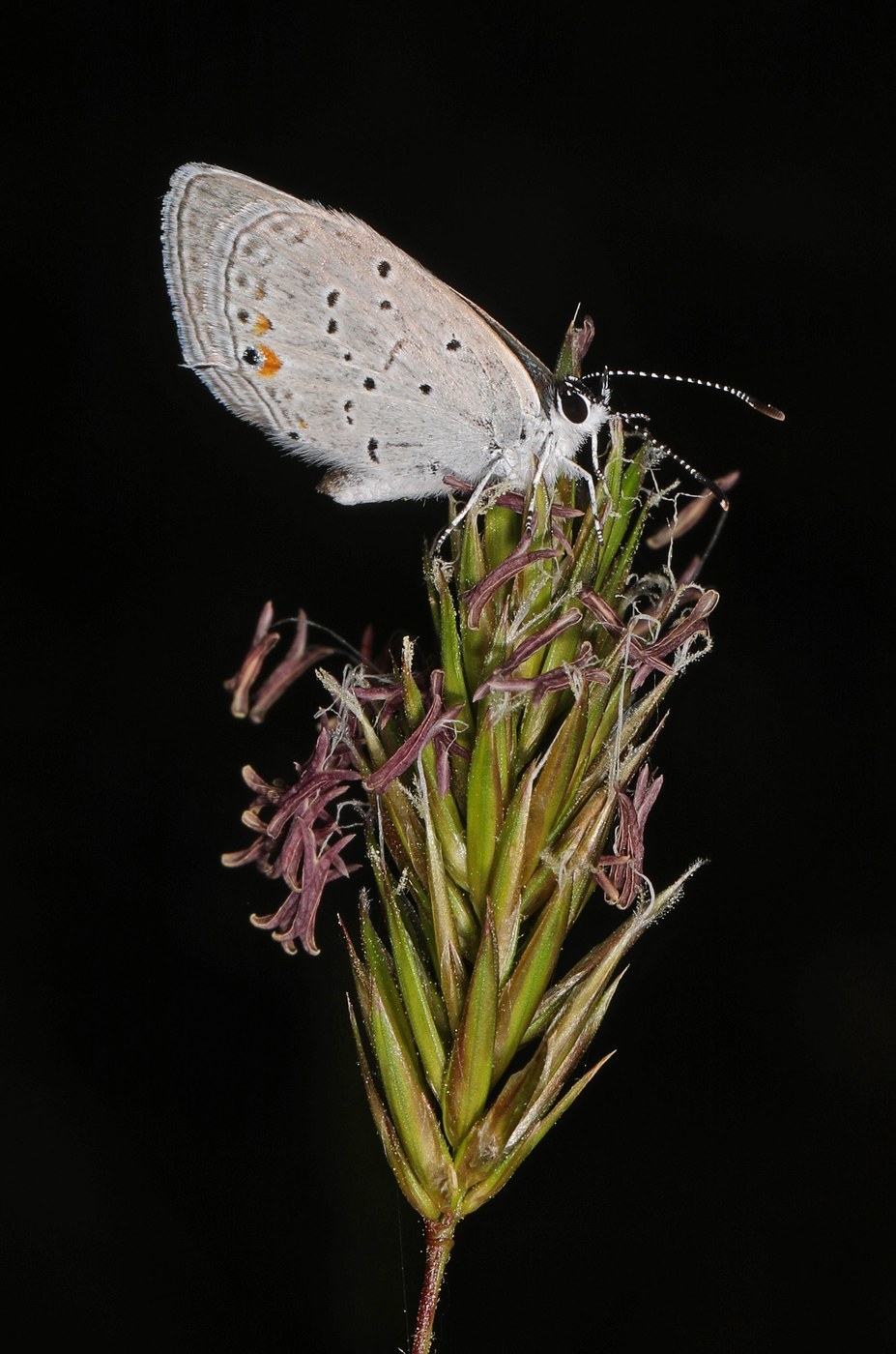 Eastern Tailed-Blue