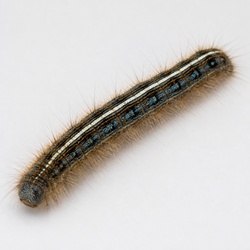Eastern Tent Caterpillar Identification Guide