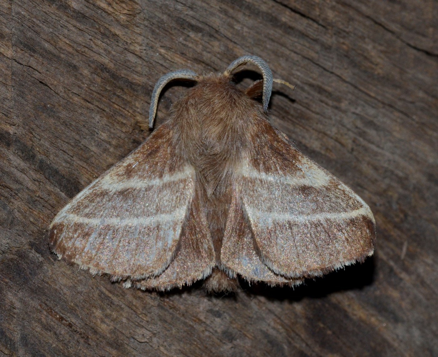 Eastern Tent Caterpillar