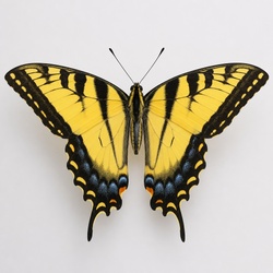 Eastern Tiger Swallowtail Identification Guide