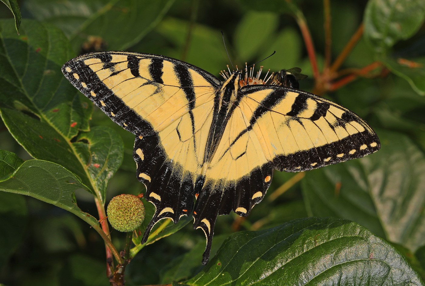 Eastern Tiger Swallowtail