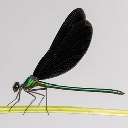 Ebony Jewelwing Damselfly Identification Guide