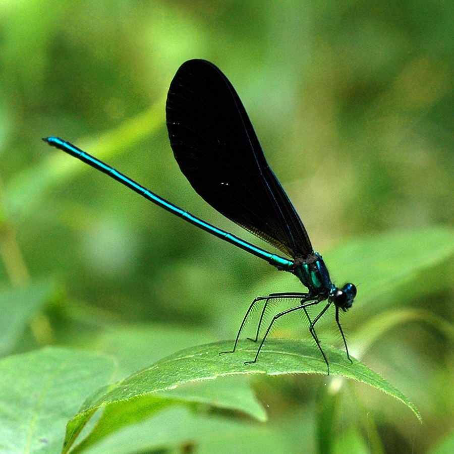 Ebony Jewelwing