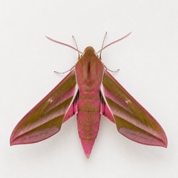 Elephant Hawk-Moth Identification Guide