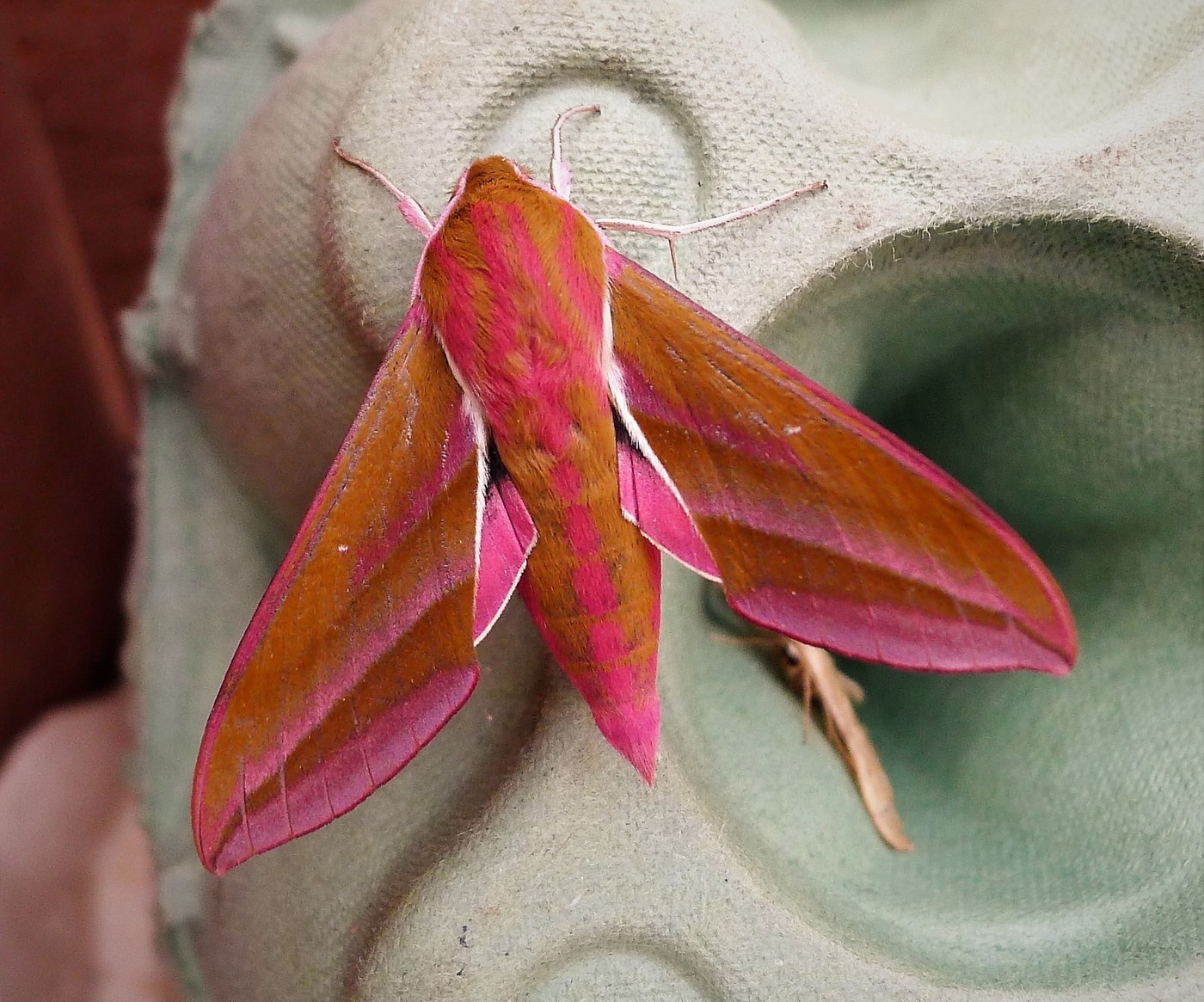 Elephant Hawk-Moth