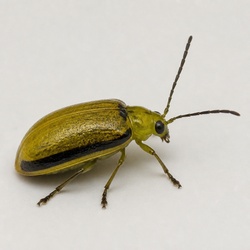 Elm Leaf Beetle Identification Guide