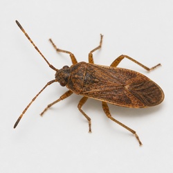 Elm Seed Bug Identification Guide