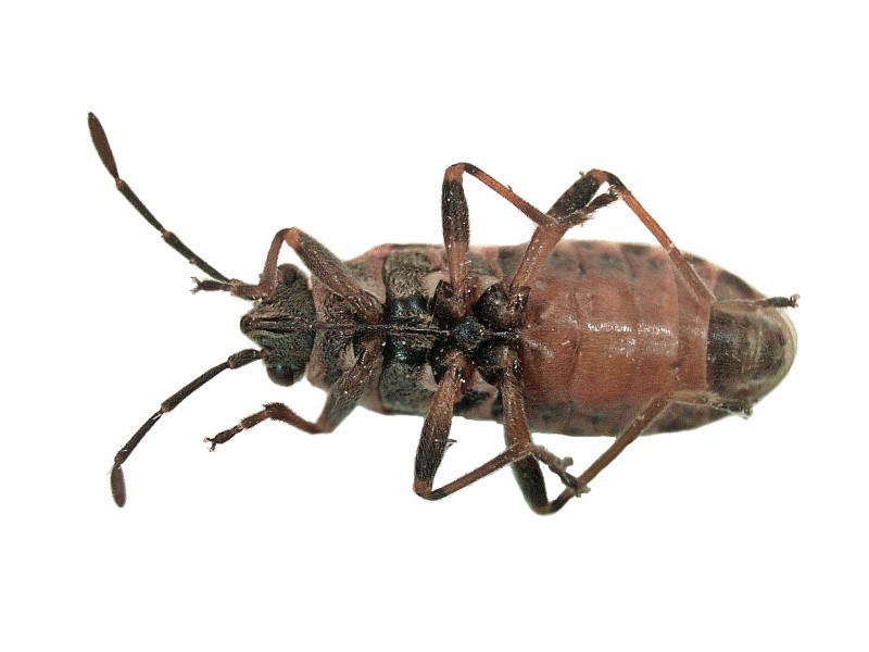 Elm Seed Bug