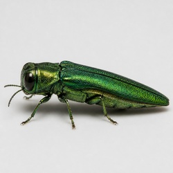 Emerald Ash Borer Identification Guide