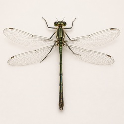 Emerald Spreadwing Identification Guide