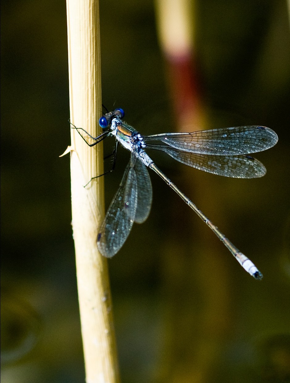 Emerald Spreadwing