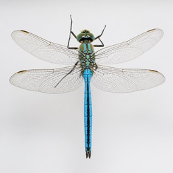 Emperor Dragonfly Identification Guide