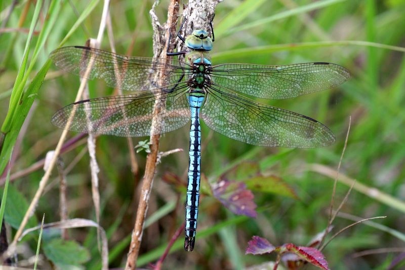 Emperor Dragonfly