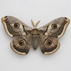 Emperor Moth Identification Guide