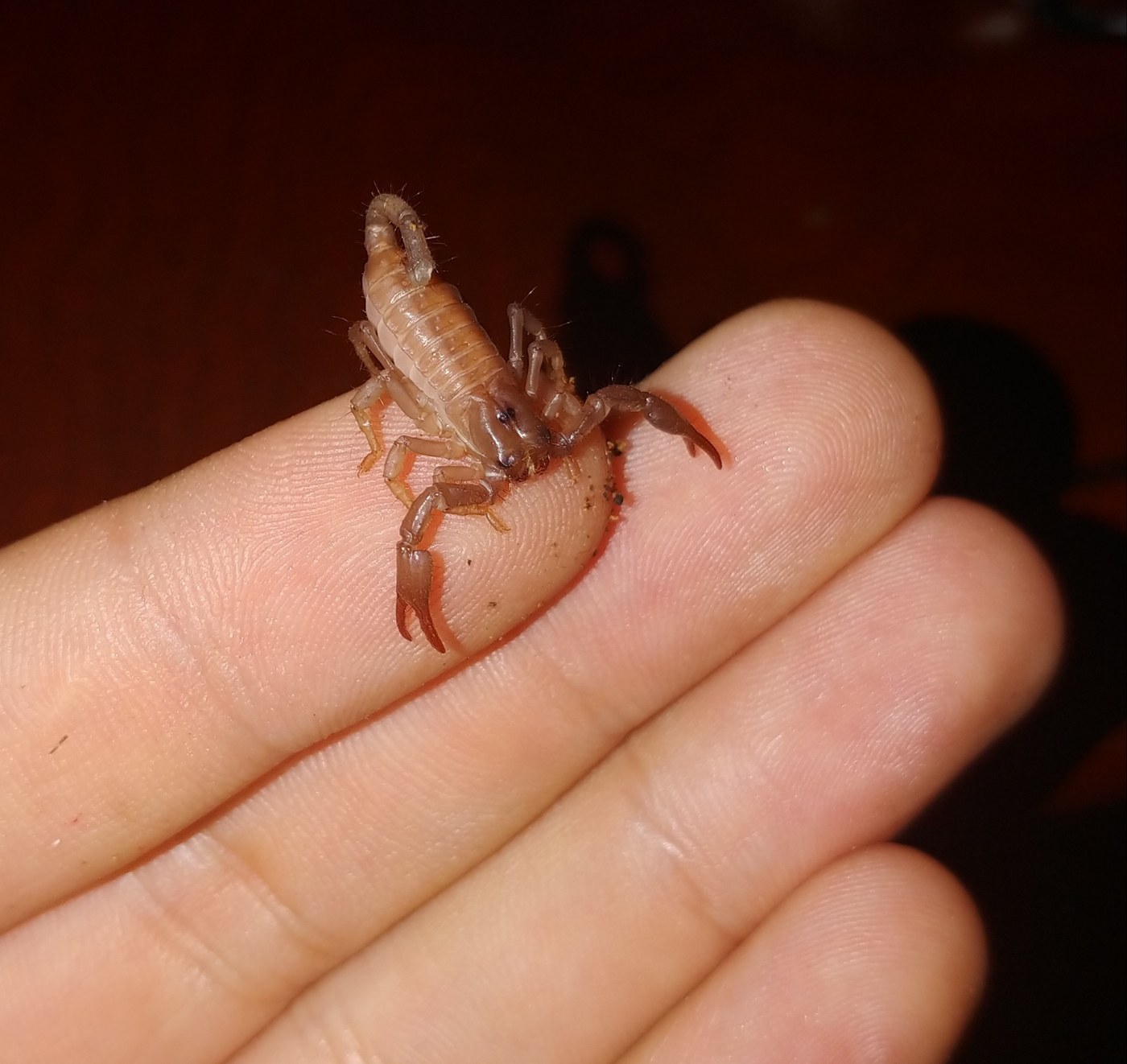 Emperor Scorpion