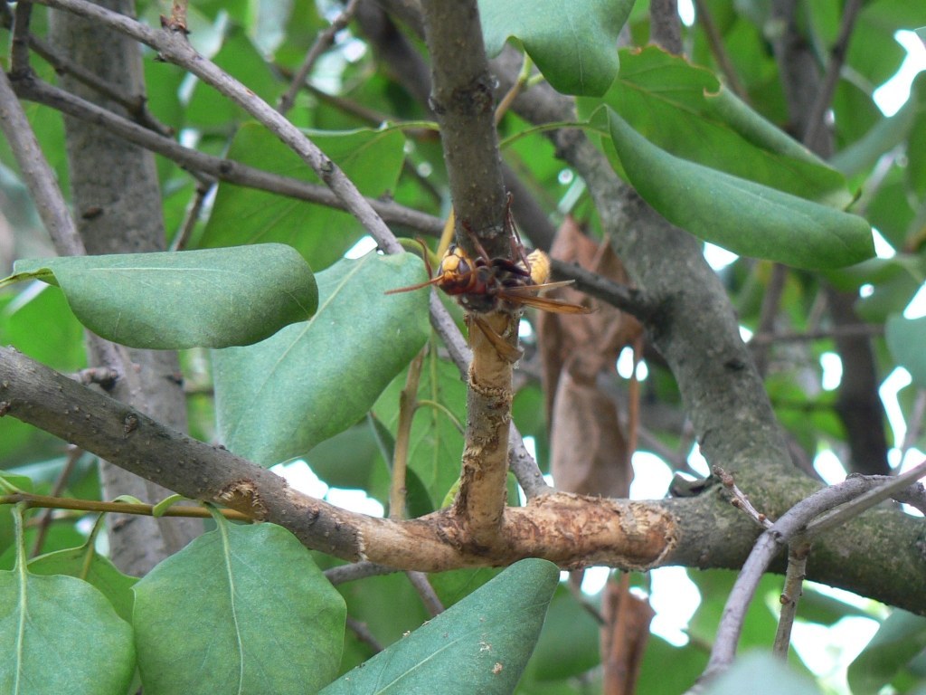 European Hornet