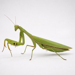 European Mantis Identification Guide