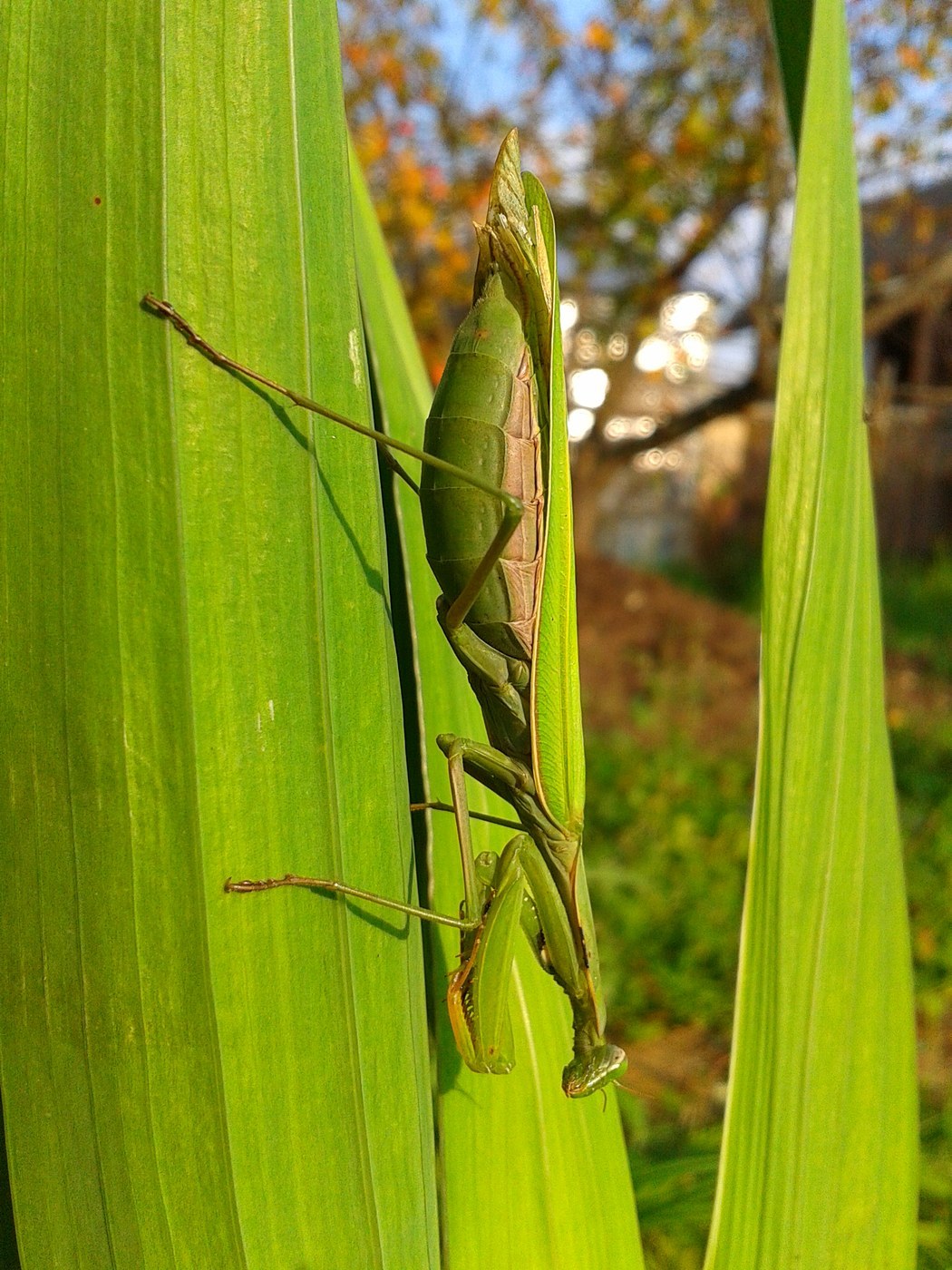 European Mantis