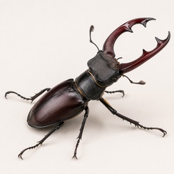 European Stag Beetle Identification Guide