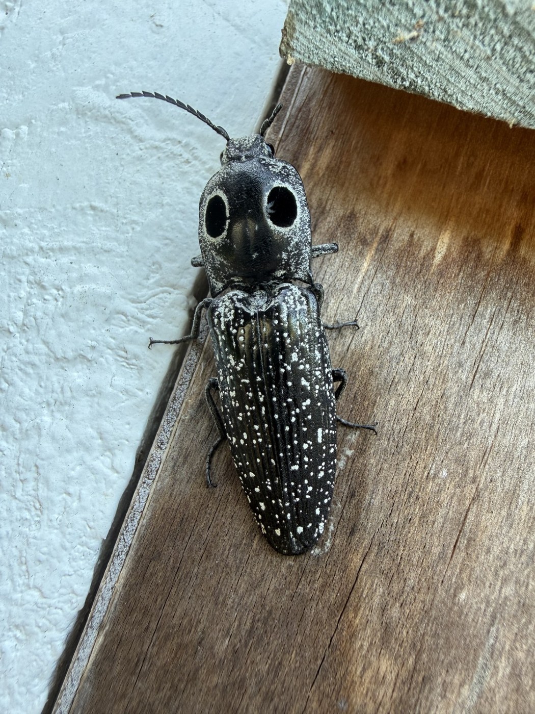 Eyed Click Beetle