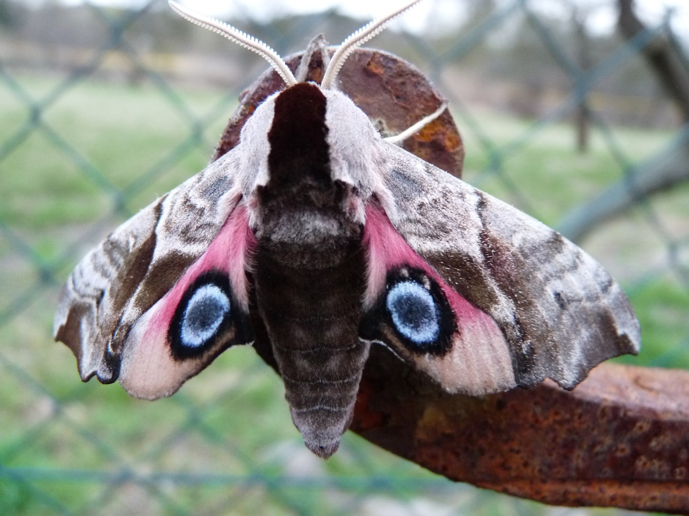 Eyed Hawk-Moth