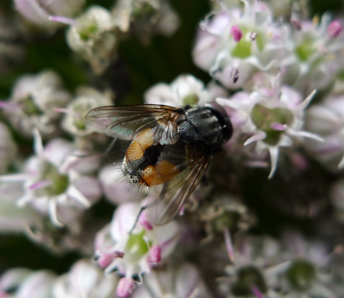 Face Fly